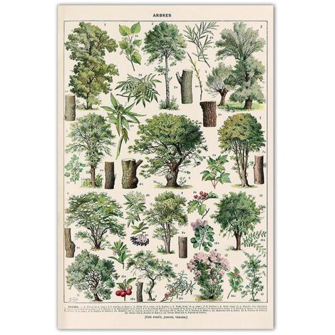 Affiche vintage représentant des arbres - Types d'arbres (30 x 40 cm) (1/5)