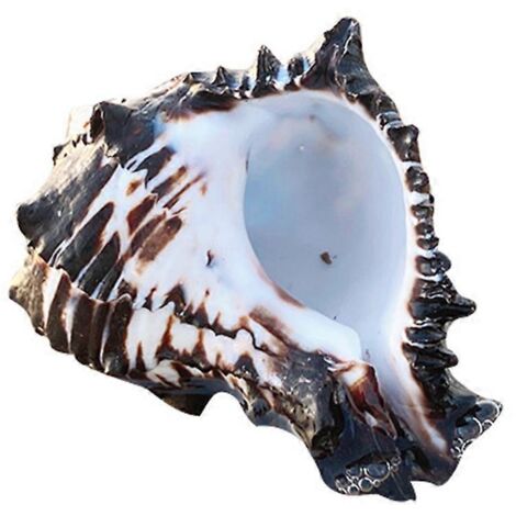 Coquillage Naturel Grand Conque pour Décoration de Mariage et Fête (1/4)