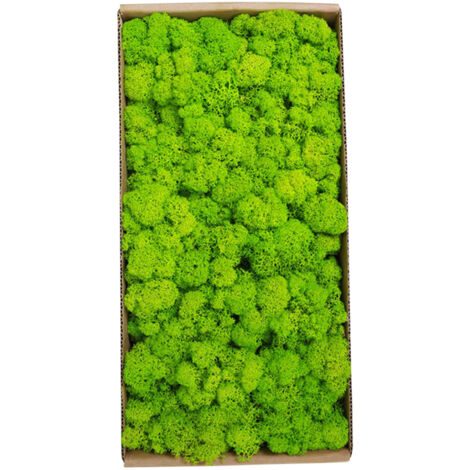 Décoration murale en mousse préservée, véritable mousse préservée, aucun entretien requis, mousse naturellement préservée pour fête murale à la maison, Tapez 6 (1/5)