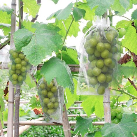 50 Stück Traubenschutzbeutel, 30 x 20 cm, Organzabeutel mit Kordelzug, Obstschutzbeutel, Insektennetz, Schutz und Schädlingsbekämpfung für den Garten (weiß) (1/5)