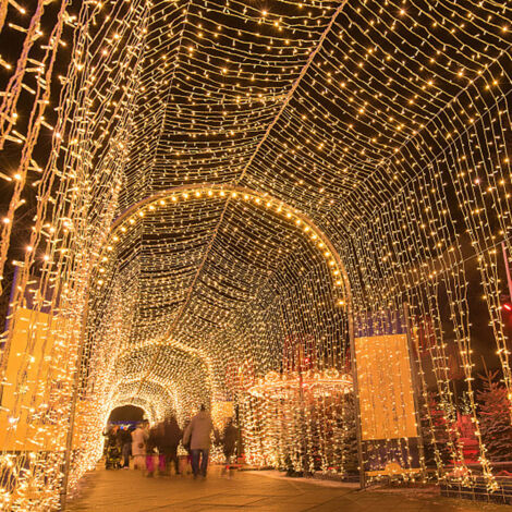 50M 400 LED Lichterketten Karneval Hochzeit Outdoor Indoor Gartenbeleuchtung (Warmweiß) (1/5)