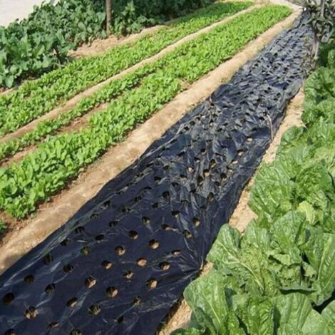 Película de plástico negro perforada con 5 agujeros para acolchado agrícola, ideal para plantas de jardín. Membrana para plantas de jardín Intens Ely de 3x33 pies.