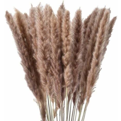 30 x herbe de pampa séchée naturelle, fleurs séchées (1/4)