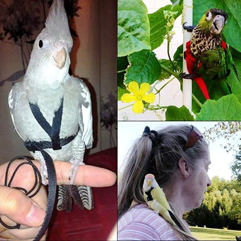 Pettorina E Guinzaglio Regolabile Anti-morso Per Pappagalli – Nylon Morbido, Per Cacatua, Calopsitte, Ara E Uccelli Medi
