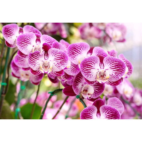 Terreau pour orchidées avec engrais 3L