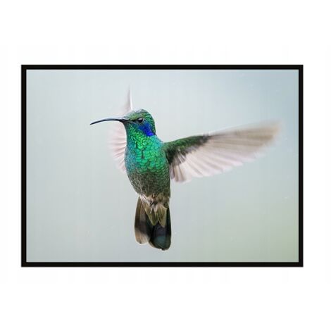 AFFICHE PHOTO ENCADRÉE 53x73 cm Colibri P1064 (1/3)