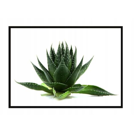 AFFICHE PHOTO ENCADRÉE 53x73 cm Feuilles P1056 (1/3)
