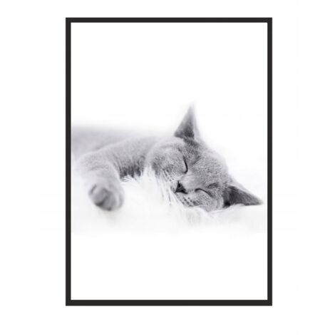 IMAGE, AFFICHE ENCADRÉE 73x53 cm Chat P502 (1/4)