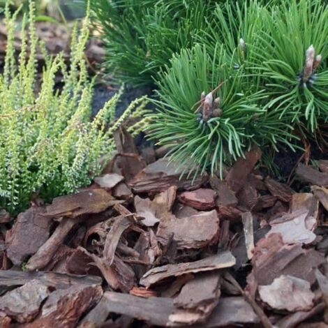 Écorce de pin de jardin conifère 80L 20-50mm