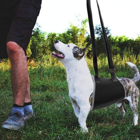Kurgo Harnais de levage Up and About pour aider votre chien à monter les escaliers ou la voiture, Design ergonomique, pour les chiens entre 23 et 41 kg
