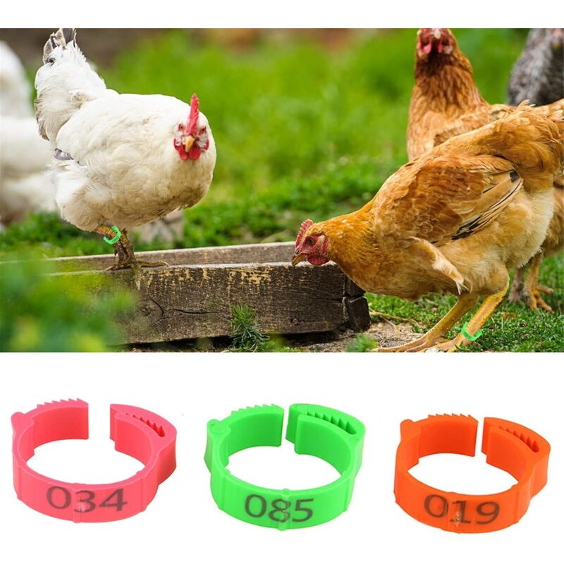 Bague Identification Poule 300 Anneaux De Patte Pour Volaille - 6 Couleurs - Diamètre 16 Mm - Marquage Poules, Canards, Pigeons Bagues Identification Poules Canards
