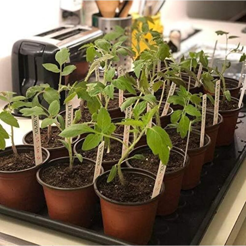 Coolty Lot De 100 Pots De Fleurs Polypropylène Noir 10,2 Cm - Avec Étiquettes Et Outils Transplantation - Intérieur Extérieur
