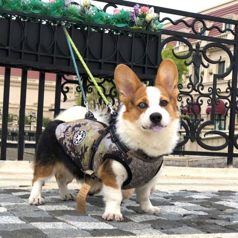 Vêtements d'automne et d'hiver pour chiens Vêtements rembourrés en coton chaud imperméable pour animaux de compagnie(S) (1/5)