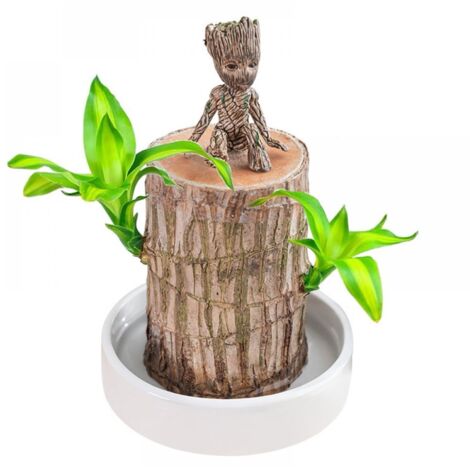 Plante de bois brésilien, plante porte-bonheur, le bois porte-bonheur brésilien purifie l'air intérieur, plante décorative de bureau en bois brésilien (1 plante) (1/5)