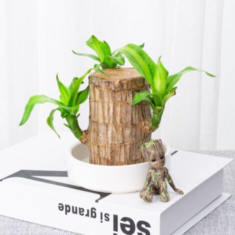 Lucky Wood – Décoration en bois brésilien, mini bois porte-bonheur du Brésil, plante en bois brésilien avec statue de moine, germination magique en bois de bambou porte-bonheur porte-bonheur en pot Lucky Wood – Décoration en bois brésilien, mini bois porte-bonheur du Brésil, plante en bois brésilien avec statue de moine, germination magique en bois de bambou porte-bonheur porte-bonheur en pot