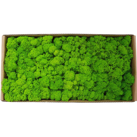 Muschio naturale Zoternen per decorazioni murali - Kit per paesaggi in miniatura sfusi