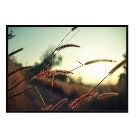 Bild Poster im Rahmen 53x73 cm Wiese P1637
