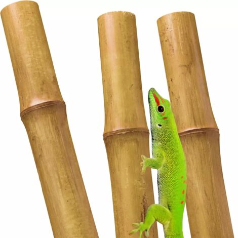 Soporte para plantas de bambú de 40 cm (6-8 mm) (1/5)