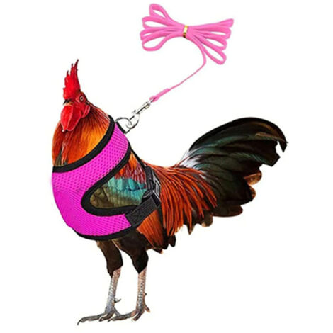 Harnais pour poule avec laisse assortie de 1,8 m. Confortable, respirant et lavable. Idéal pour les poussins, les oies, les canards et autres animaux. Facilite le dressage et la promenade des poules. (1/5)