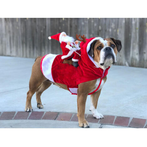 Manteau de Noël pour chiens, avec le Père Noël sur son chat, pull de Noël rouge pour chiens – L (1/5)
