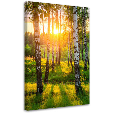 Wandbild Birken Bäume Sonnenuntergang 40x60 cm (1/5)