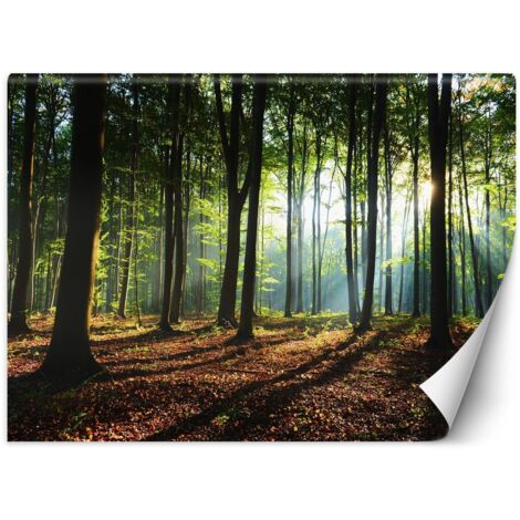 Fototapete, Morgenwald, Bäume, Natur – 254 x 184 (1/5)