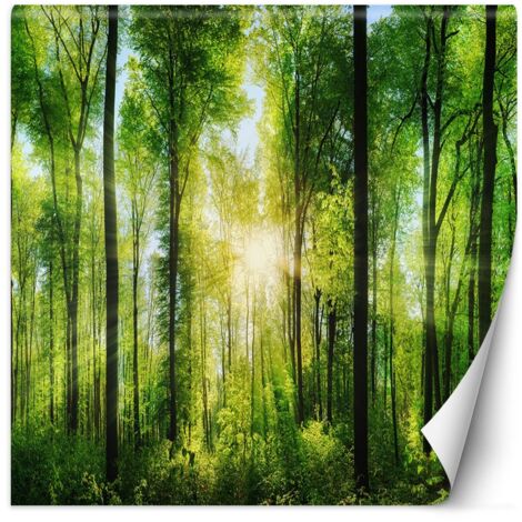 Fototapete, Wald, Bäume, Sonnenstrahlen, Natur – 300 x 300