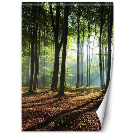 Fototapete Morgen in einem grünen Wald 200x280 cm (1/5)
