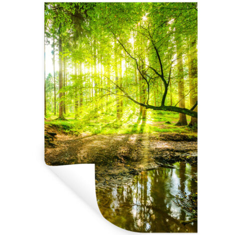 ADHESIVO DE PARED Bosque - Paisaje - Agua - Árboles - Sol - Verde - Naturaleza 80x120