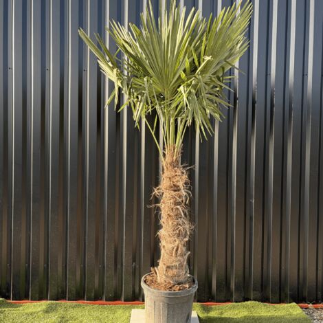 Palmier Trachycarpus Fortunei Tronc De 80/100 Cm, H.220 Cm Pot 55 Litres
