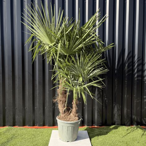 Palmier Trachycarpus Fortunei Multi Troncs, H.140 Cm Pot 25 Litres