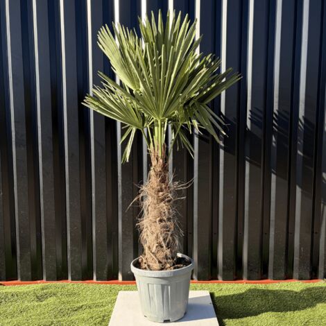Palmier Trachycarpus Fortunei Tronc De 30/40 Cm, H.140 Cm Pot 20 Litres