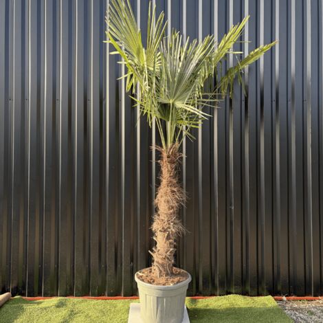 Palmier Trachycarpus Fortunei Tronc De 100/120 Cm, H.240 Cm Pot 70 Litres (1/3)
