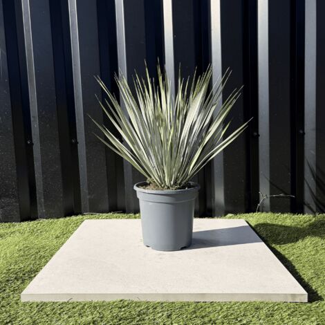 Yucca Rostrata Hauteur 50 Cm Pot 3,5 Litres