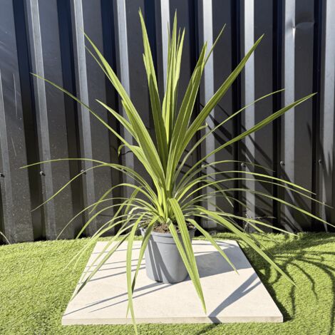 Cordyline Australis Peko Hauteur 70 Cm Pot 3,5 Litres (1/3)
