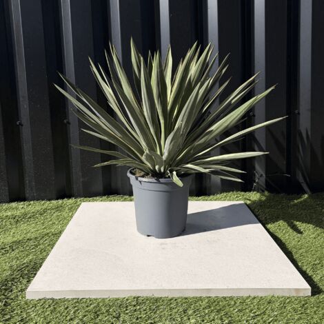 Yucca Gloriosa Variegata Hauteur 40 Cm Pot 3,5 Litres
