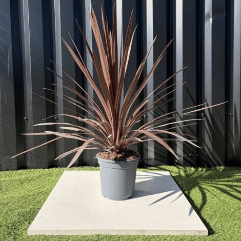 Cordyline Australis Red Star Hauteur 70 Cm Pot 3,5 Litres