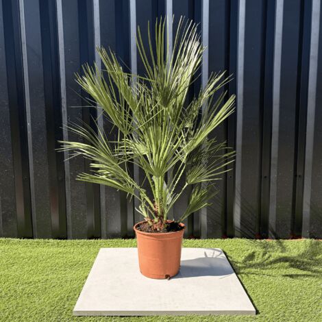Palmier Chamaerops Humilis Hauteur 100 cm (1/3)