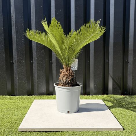 Palmier Cycas Revoluta Hauteur 55 cm
