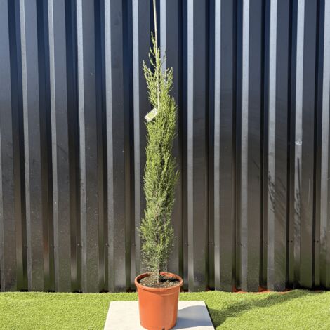 Cupressus Sempervirens "Cyprès de Provence" H. 160 cm (1/4)