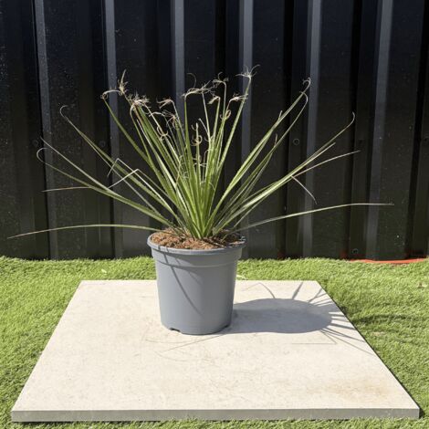 Dasylirion Serratifolium Hauteur 60 cm (1/3)