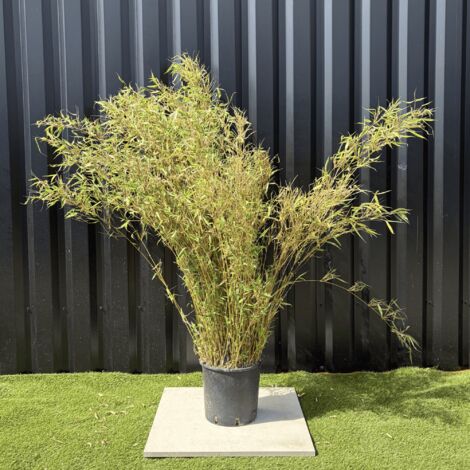 Bambou Non Traçant Fargesia Rufa Hauteur 150 cm (1/4)