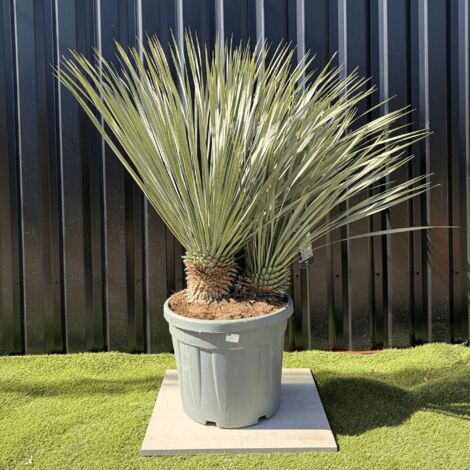 Yucca Rostrata Double Troncs H.150 cm