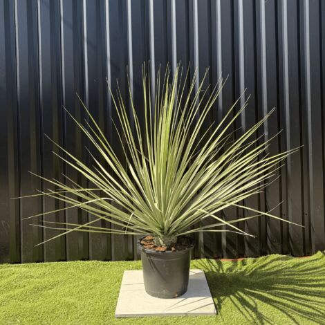 Nolina Nelsonii Hauteur 160 cm (1/4)