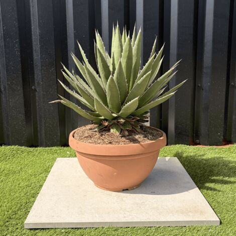 Agave Ghiesbreghtii Pot 14 Litres Hauteur 60 cm (1/4)