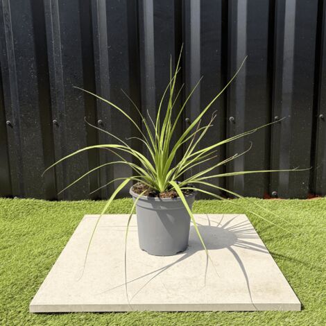 Nolina Parviflora Hauteur 40 cm (1/3)