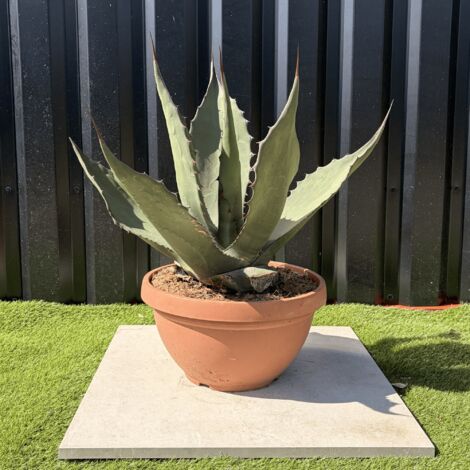 Agave Salmiana Ferox Pot 14 Litres Hauteur 60 cm (1/4)