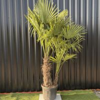 Palmier Trachycarpus Fortunei Multi Troncs, H.180 Cm Pot 45 Litres