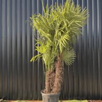 Palmier Trachycarpus Fortunei Multi Troncs, H.250 Cm Pot 90 Litres