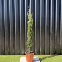 Cupressus Sempervirens "Cyprès de Provence" H. 160 cm